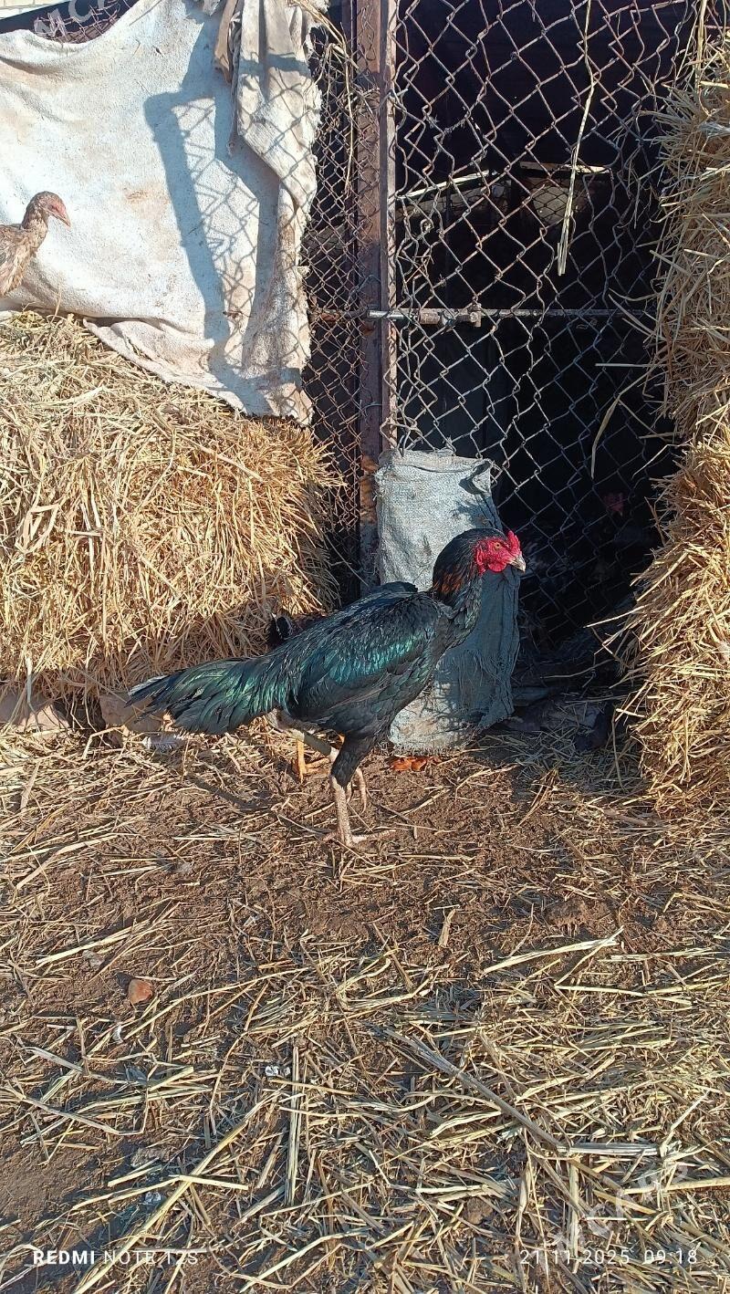 baysok horaz - Дянев - img 9