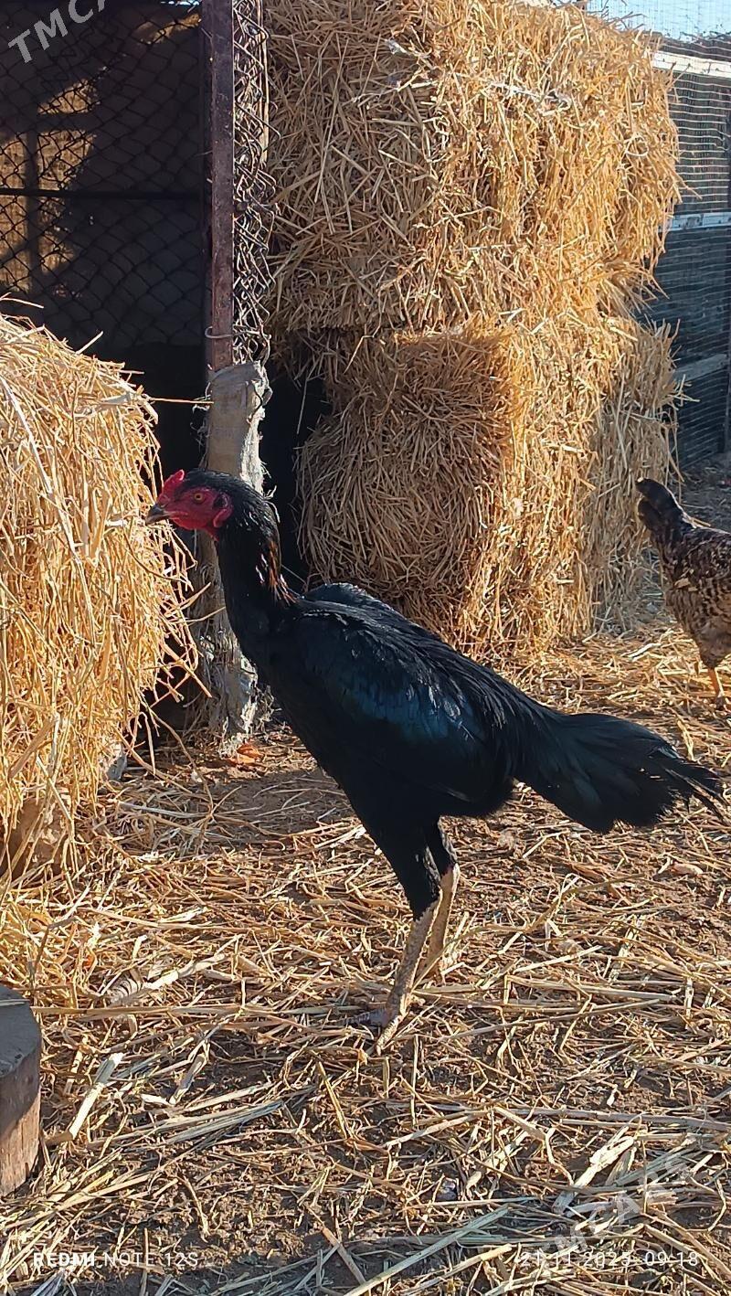 baysok horaz - Дянев - img 10