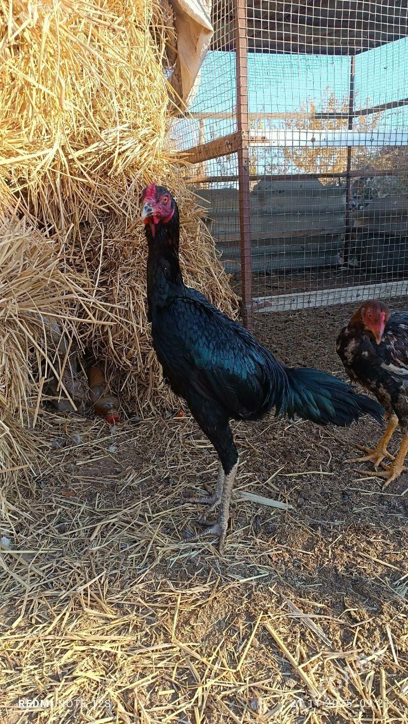 baysok horaz - Дянев - img 3