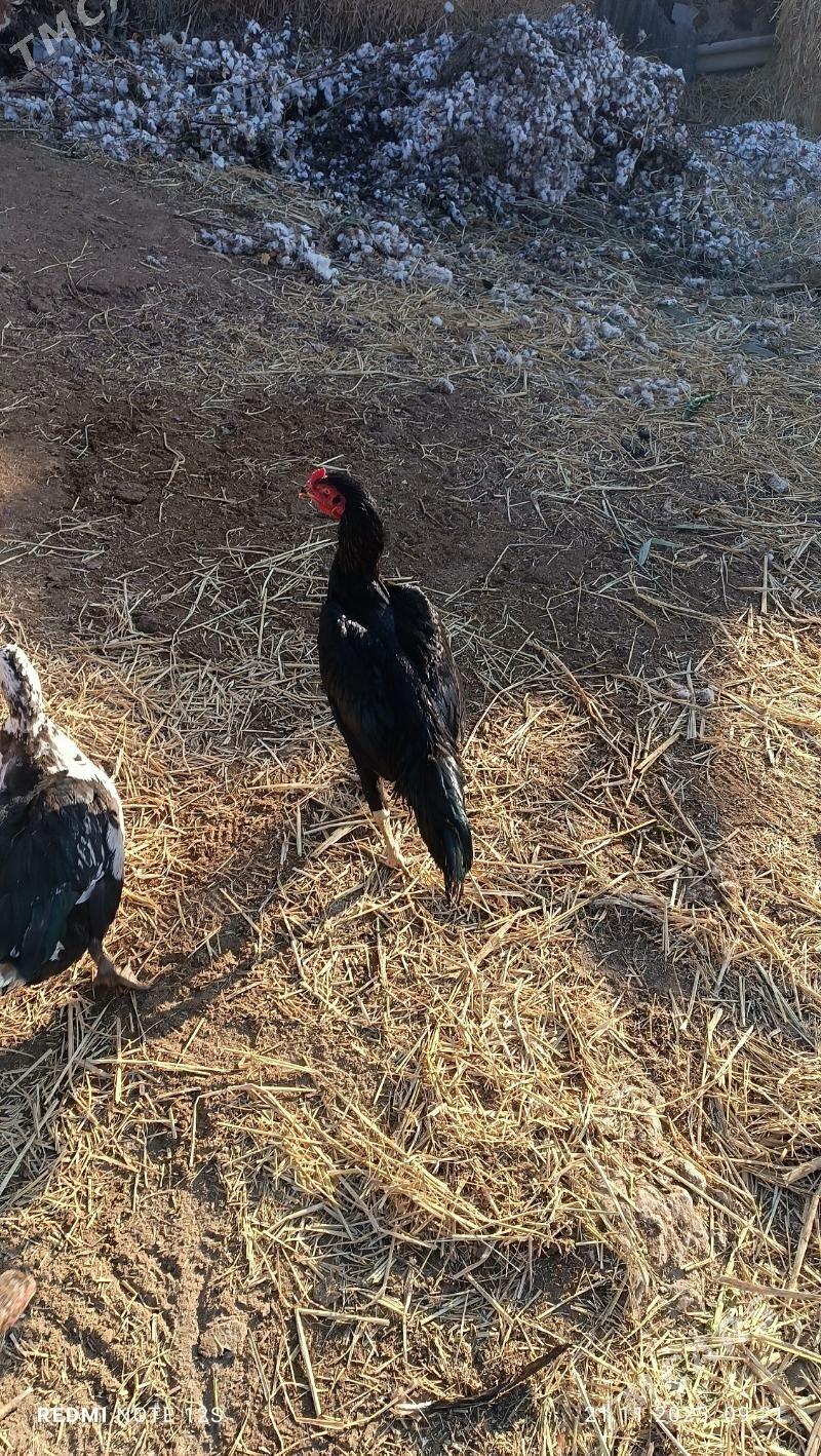 baysok horaz - Дянев - img 4