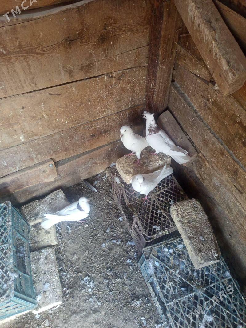 kepder - Çärjew - img 4