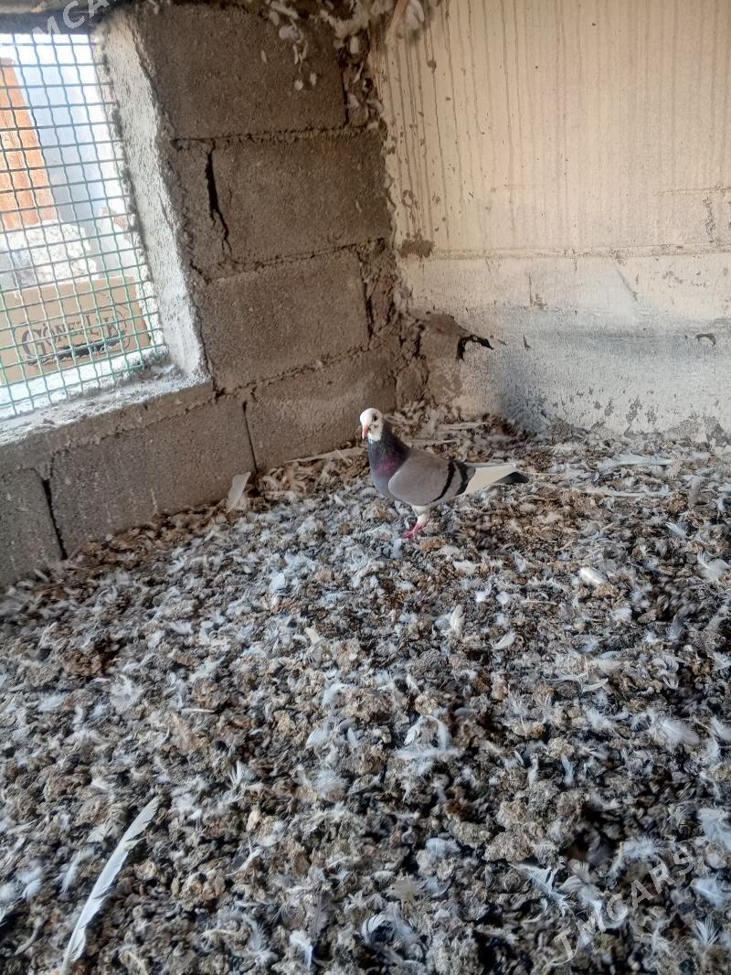 kepderi - Aşgabat - img 3