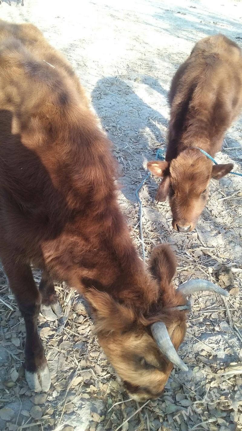 Göleli sygyr - Gubadag - img 1