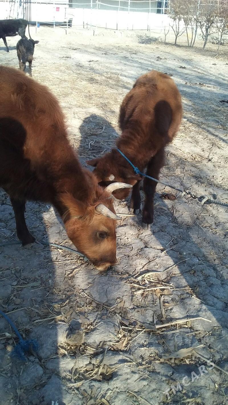 Göleli sygyr - Губадаг - img 3