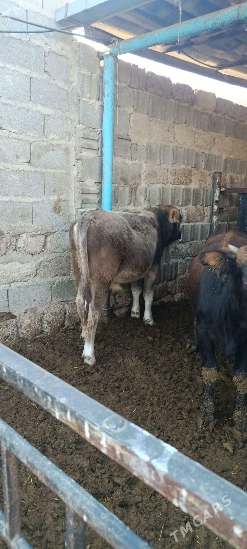 okuz 5 sani - Bäherden - img 3