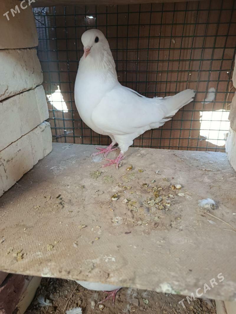 kepderi - Каракумский этрап - img 2