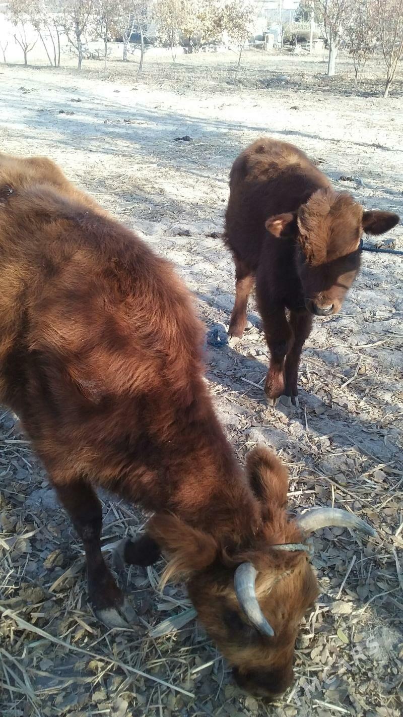 Göleli sygyr - Губадаг - img 2