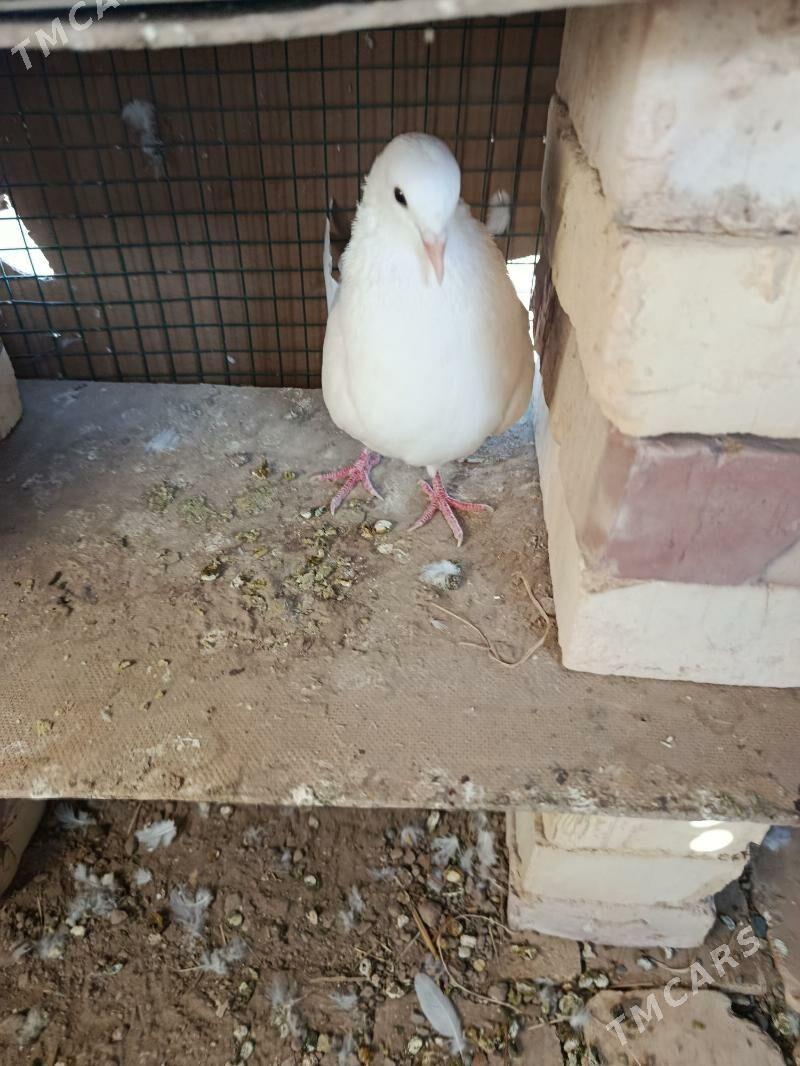 kepderi - Каракумский этрап - img 1