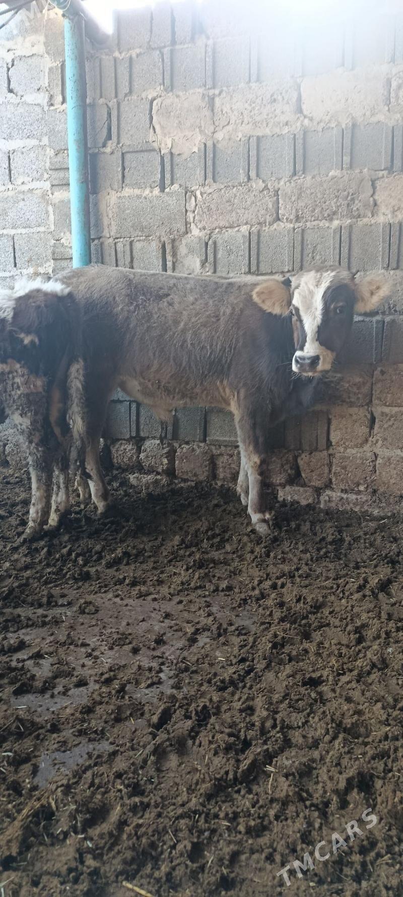 okuz 5 sani - Bäherden - img 4