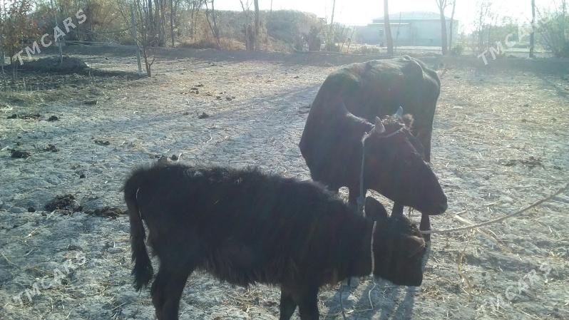 Göleli sygyr - Gubadag - img 3