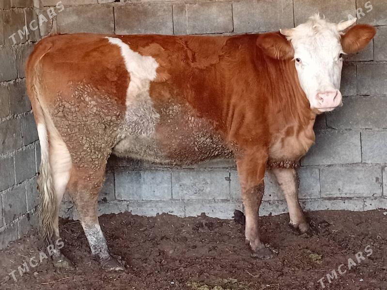 tuwe - Gökdepe - img 2