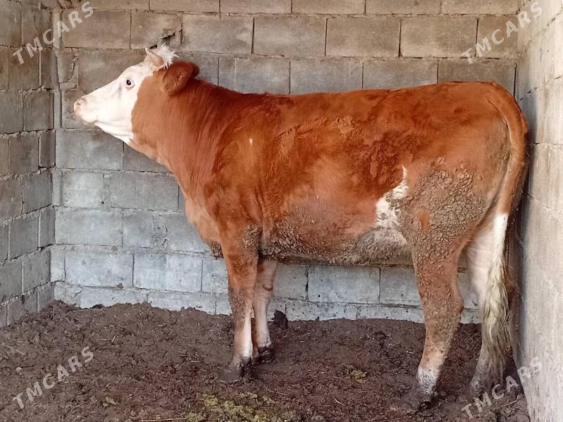 tuwe - Gökdepe - img 3