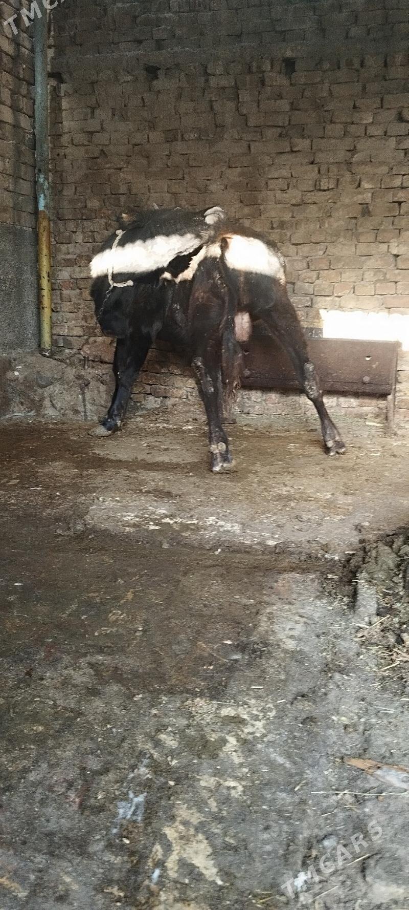 okuz - Aşgabat - img 2