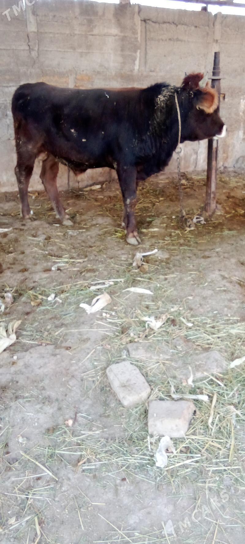 õküz - Яшлык - img 2