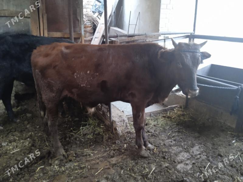 7 sany öküz - Туркменабат - img 4