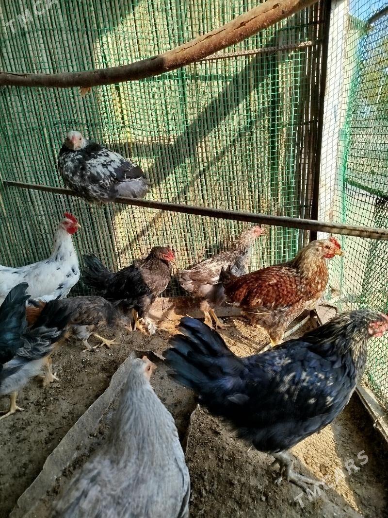 juyje - Сакарчага - img 2