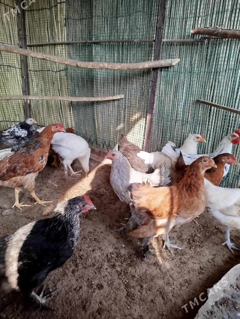 juyje - Сакарчага - img 3