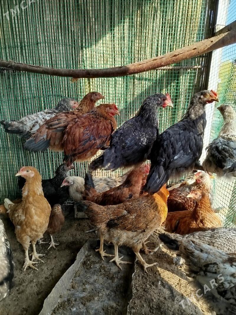 juyje - Сакарчага - img 4