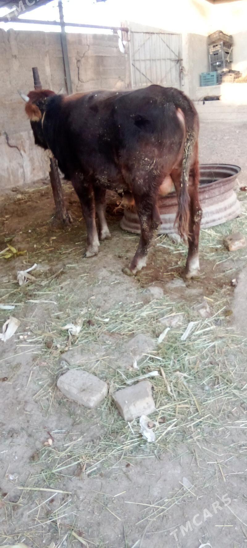 õküz - Яшлык - img 3