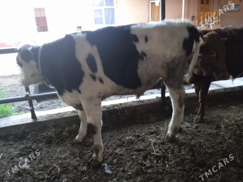 7 sany öküz - Туркменабат - img 7