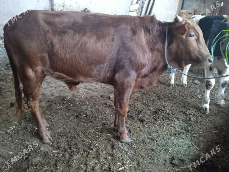 7 sany öküz - Туркменабат - img 3