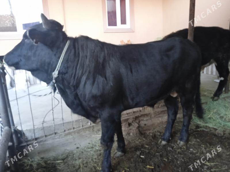 7 sany öküz - Туркменабат - img 2