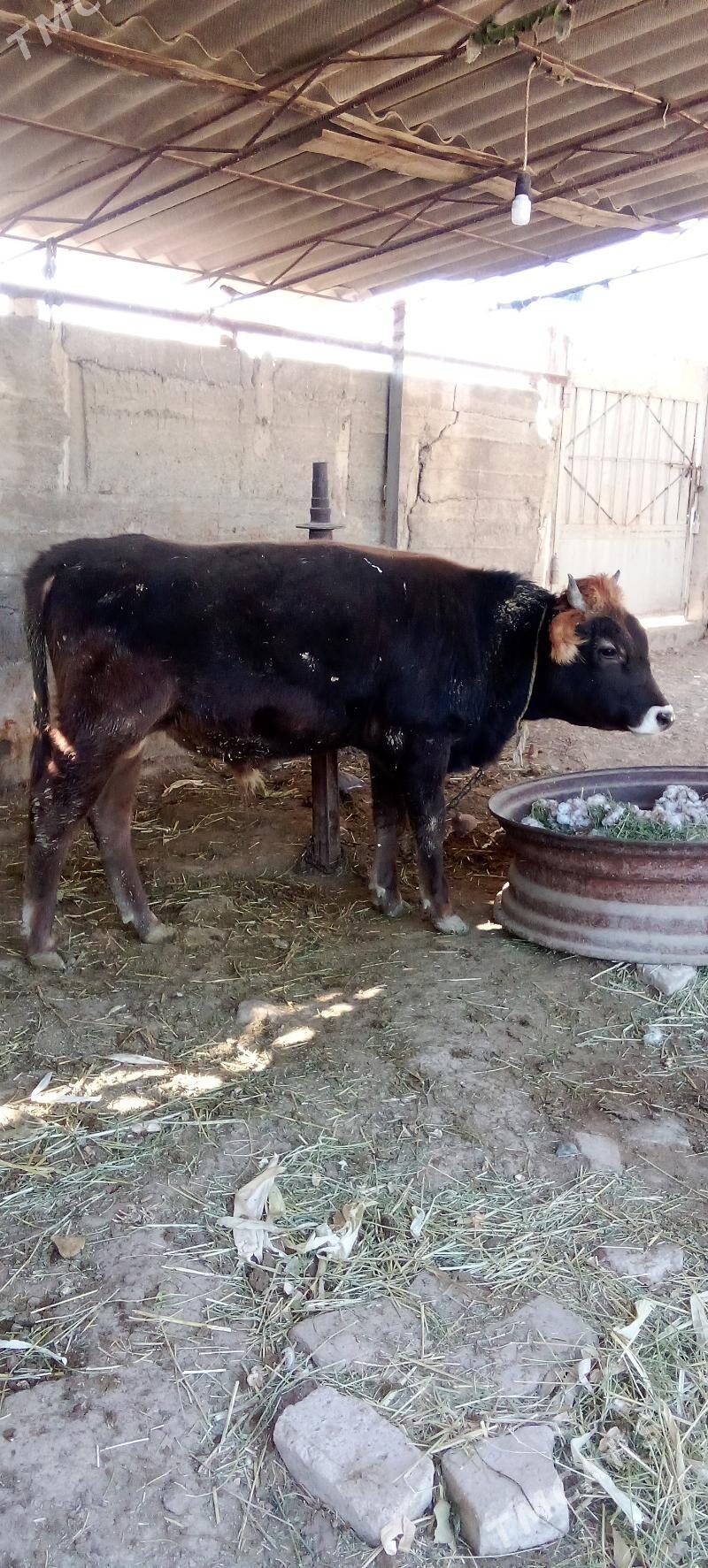 õküz - Яшлык - img 4