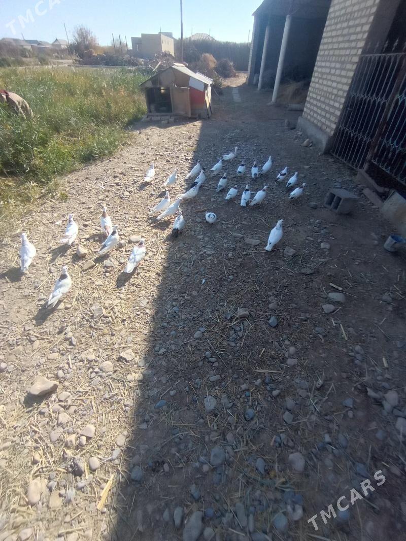 kepderi - Теджен - img 8