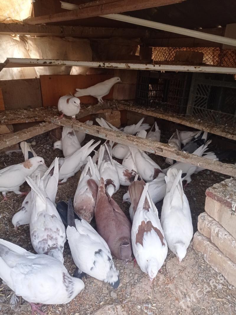 kepderi - Теджен - img 5