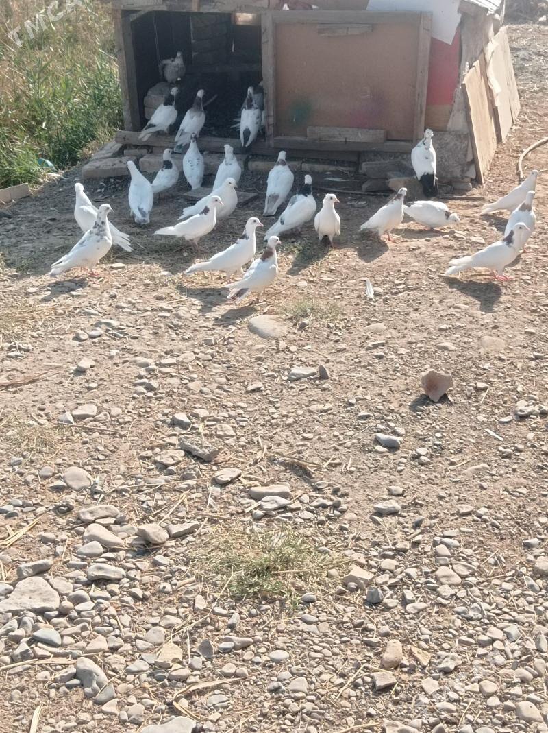 kepderi - Теджен - img 9