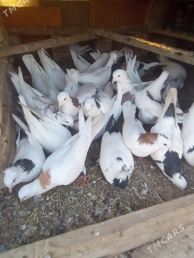 kepderi - Теджен - img 3