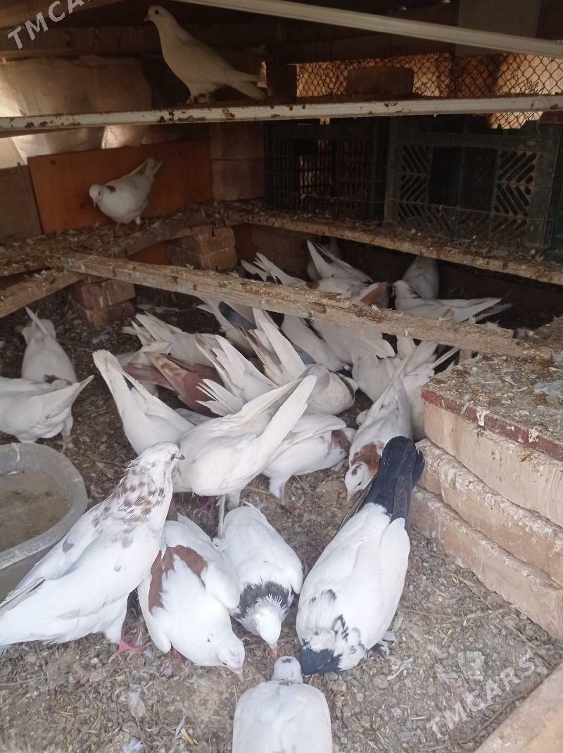 kepderi - Теджен - img 4