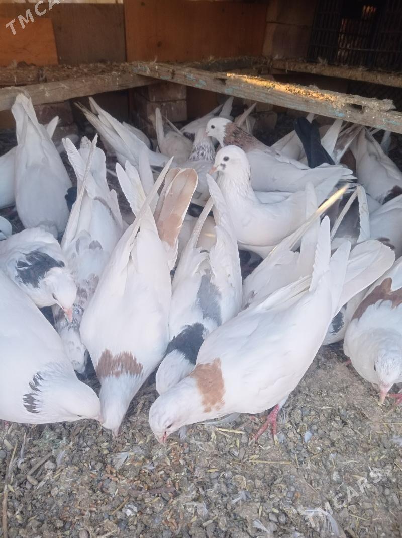 kepderi - Теджен - img 2