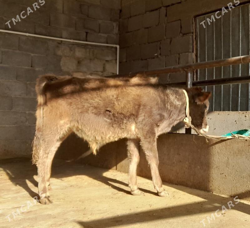 öküz - Büzmeýin - img 2