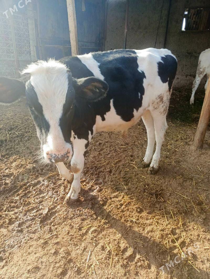 Öküz - Херрикгала - img 2