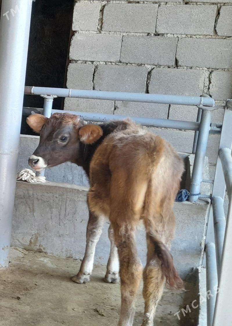 öküz - Büzmeýin - img 1