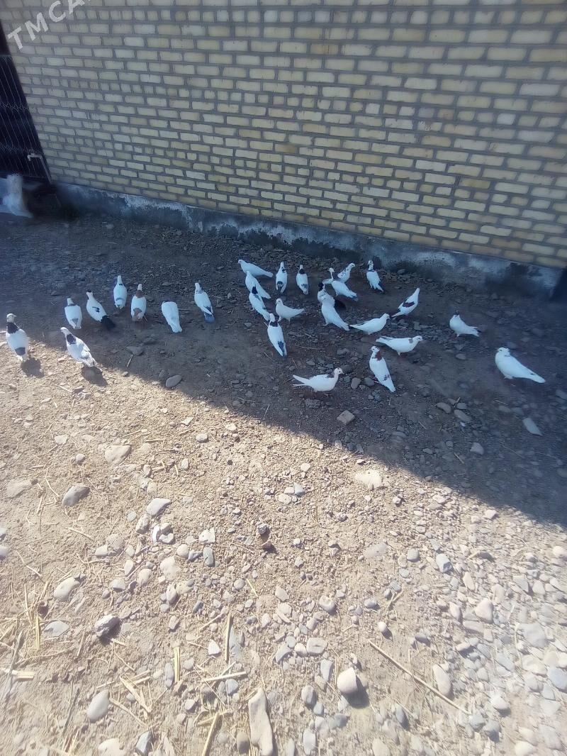 kepderi - Теджен - img 10