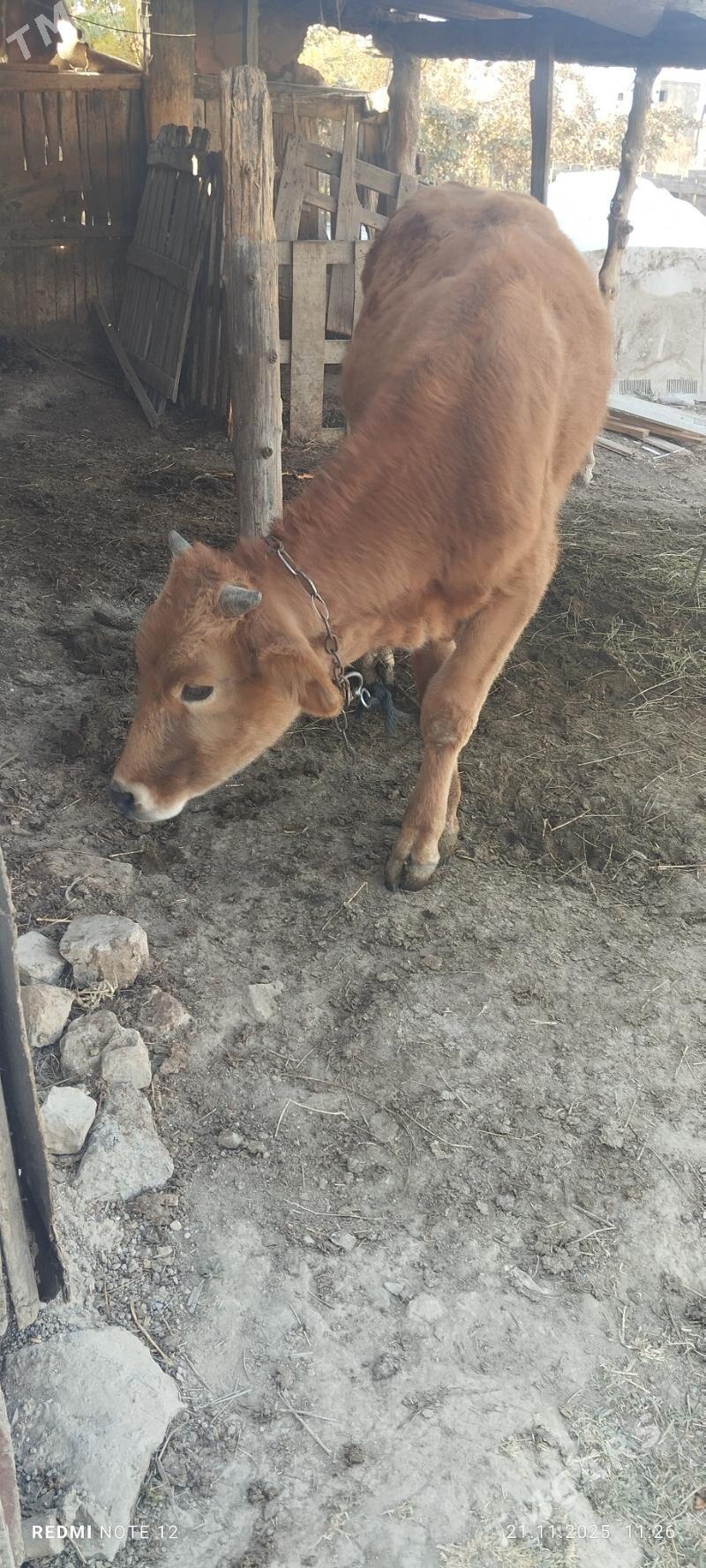 öküz - Gökdepe - img 2