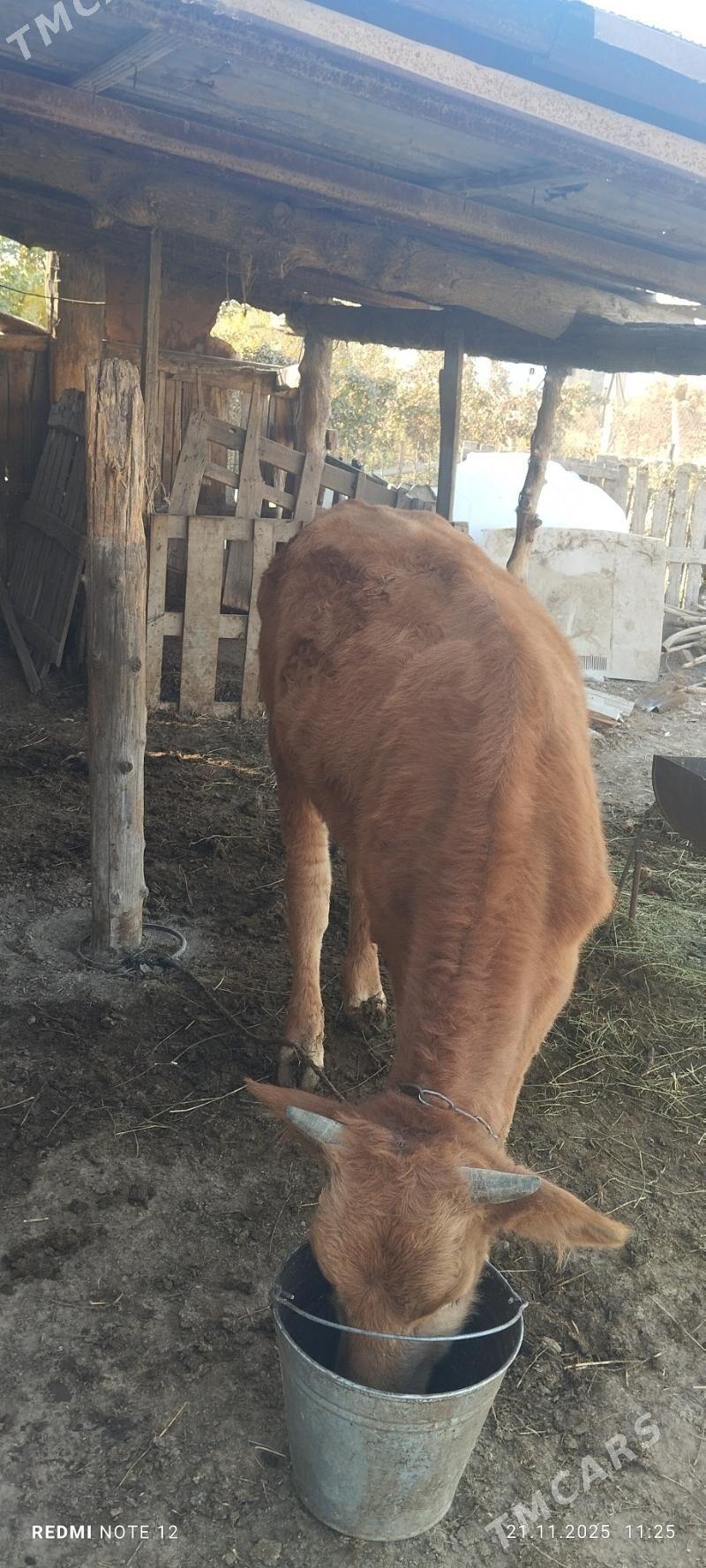 öküz - Gökdepe - img 4