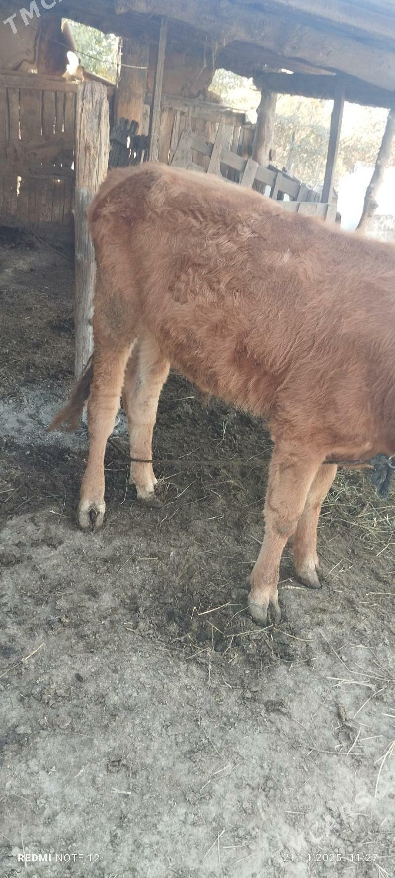 öküz - Gökdepe - img 3