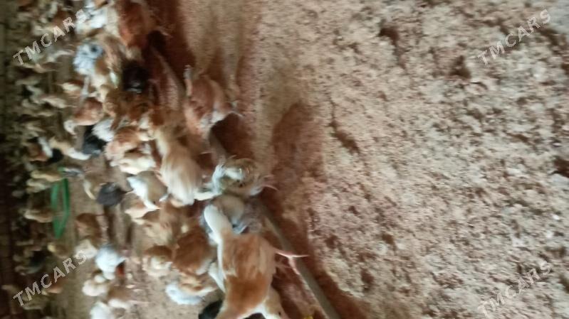 towuk jüje - Кака - img 4