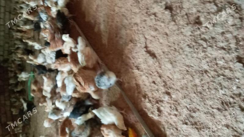 towuk jüje - Кака - img 2