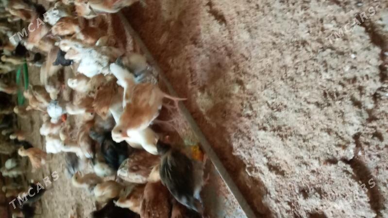 towuk jüje - Кака - img 3