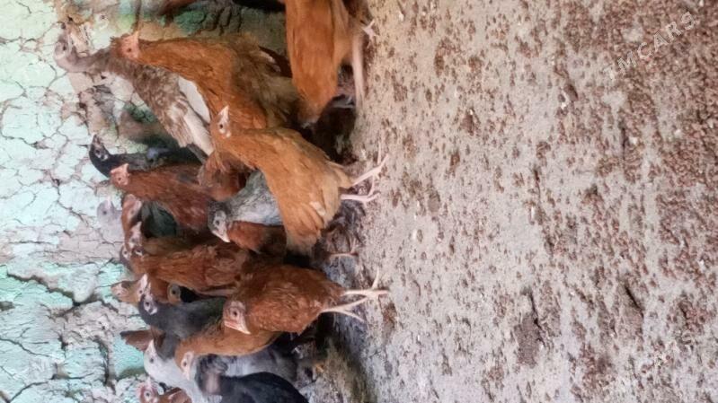 towuk jüje - Кака - img 2