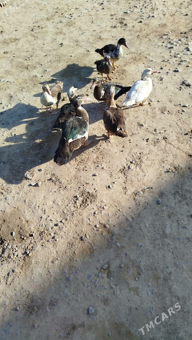 ordek indawutka - Анев - img 2