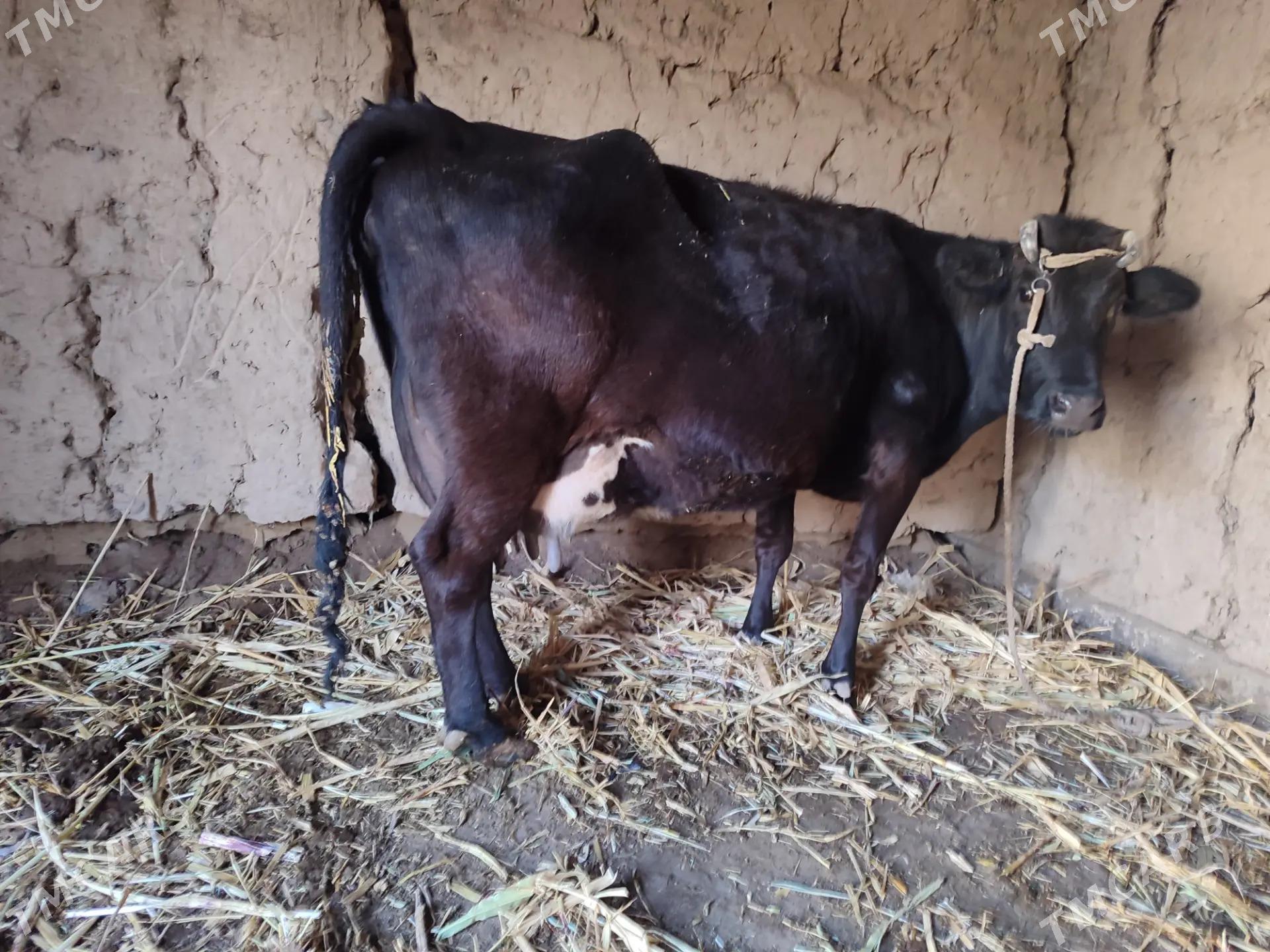 corny piyostyr sygyr goleli - Балканабат - img 2