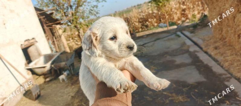 охотничьи  щенки - Türkmenabat - img 4