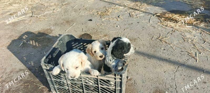 охотничьи  щенки - Türkmenabat - img 2