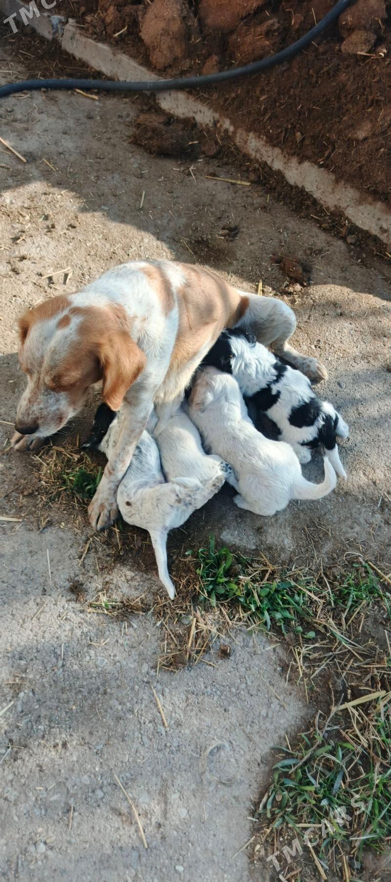 охотничьи  щенки - Türkmenabat - img 5