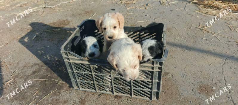 охотничьи  щенки - Türkmenabat - img 3